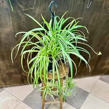 【観葉植物 】オリヅルラン どんどん増える！ 観葉植物「オリヅルラン」の楽しみ方